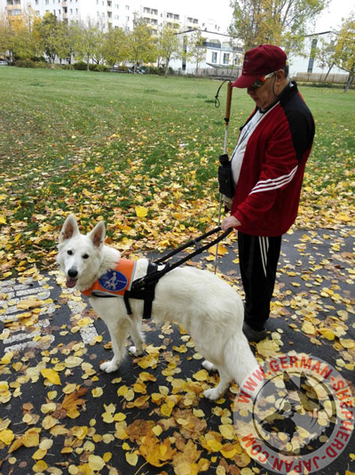 盲導犬用胴輪　通販