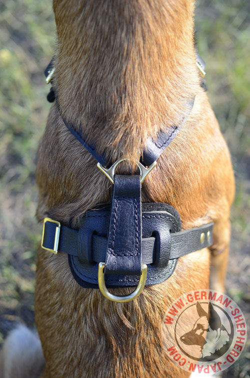 大型犬　ハーネス　散歩