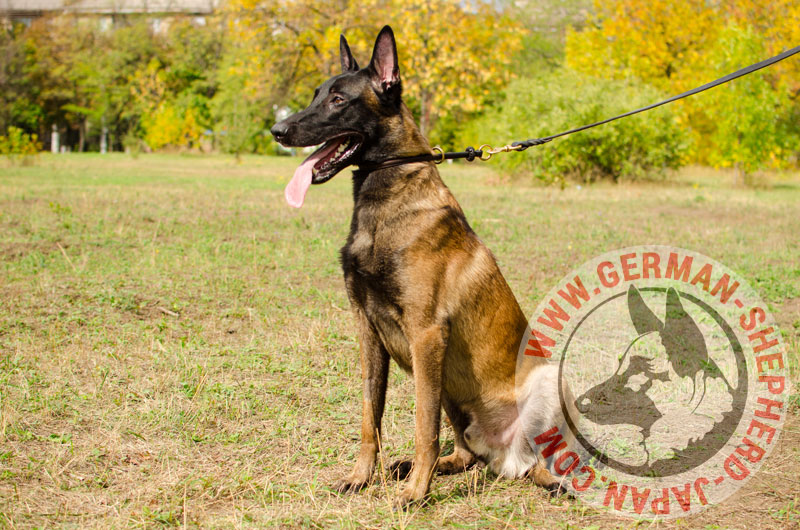 大型犬用チョークカラー マリノア用チョーク首輪 10 590