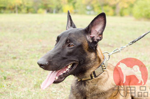 大型犬　首輪　革