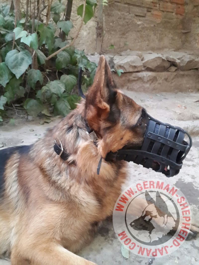 シェパード 口輪 本革 M41 1137 Leather Muzzle ジャーマンシェパードグッズ シェパードグッズ ジャーマンシェパード 犬 ジャーマンシェパード 犬用品 通販 German Shepherd Japan Com