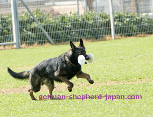 犬 訓練 ダンベル