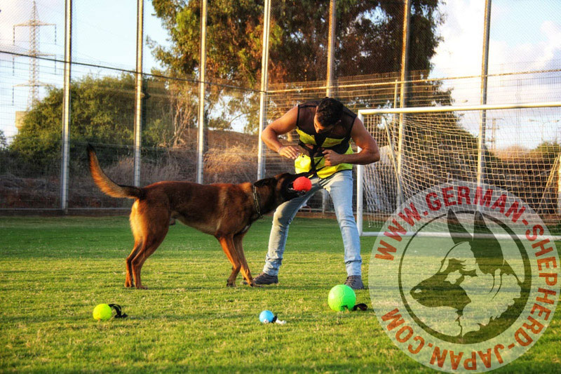 犬のボール遊び シェパード子犬用サッカーボール ハンドル付き 8cm 1 961