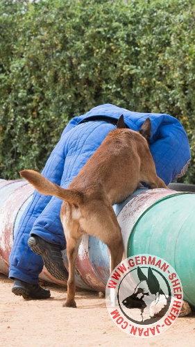 犬　スポーツ　防衛