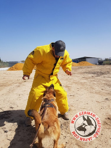 犬　スポーツ　スーツ