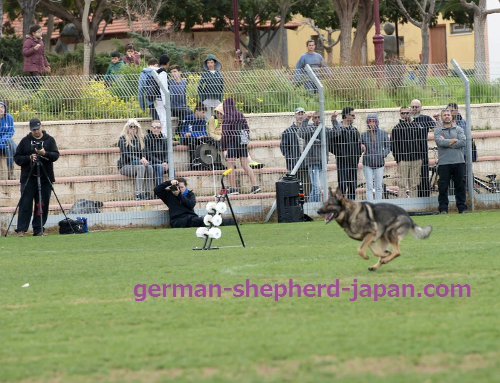 犬　ダンベル　スタンド