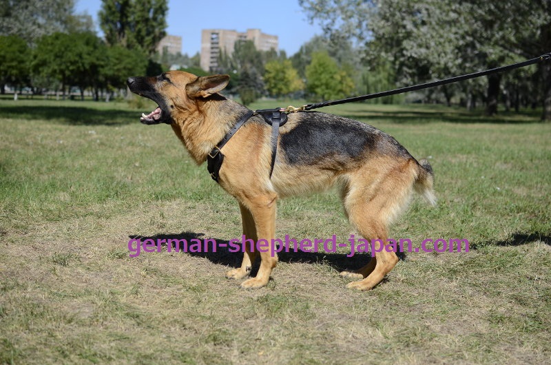 12682円 人気ショップが最安値挑戦 ドイツのシェパード犬の噛みつき遊びのためのLOVIVER若い犬の腕の袖のシェパード訓練ツール