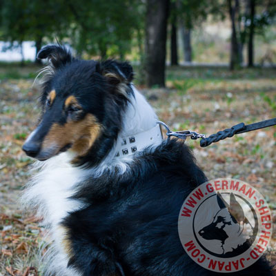 ホワイトカラー　犬