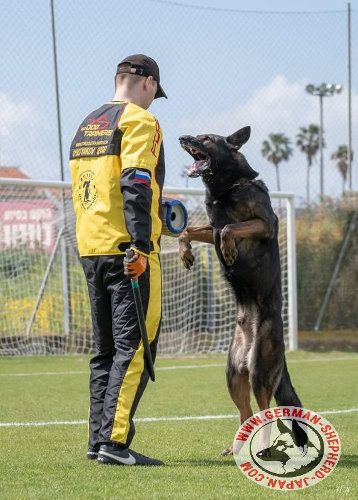 犬訓練士　スーツ