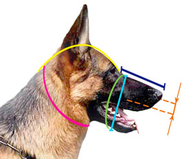 犬の口輪　測り方