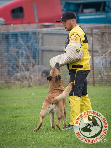 大型犬　トレーニング用品