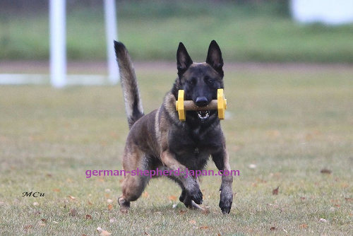 大型犬　ダンベル