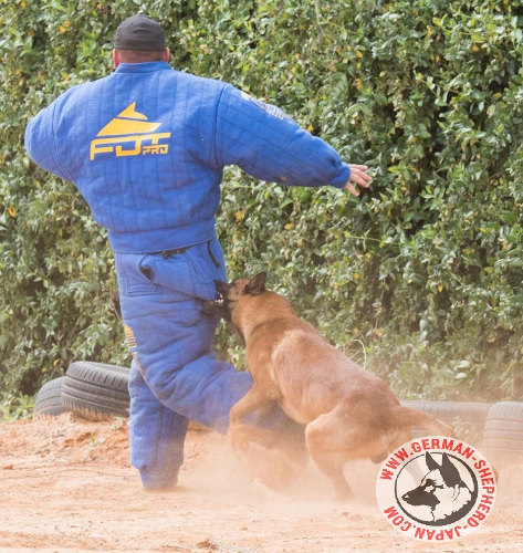 犬　警察犬訓練