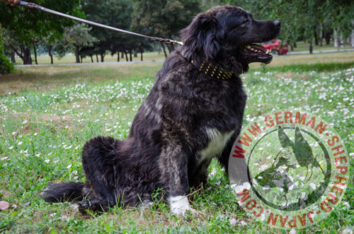 超大型犬　首輪　革