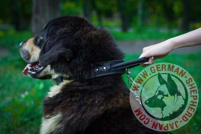 マスティフ　首輪　大型犬用カラー　本革製　ハンドル付き - ウインドウを閉じる