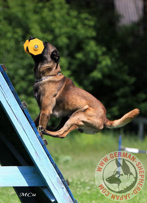 犬　スポーツ　ダンベル