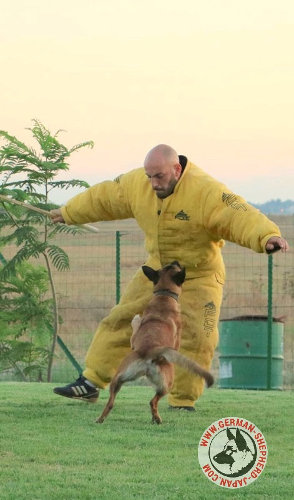 大型犬　防衛スーツ