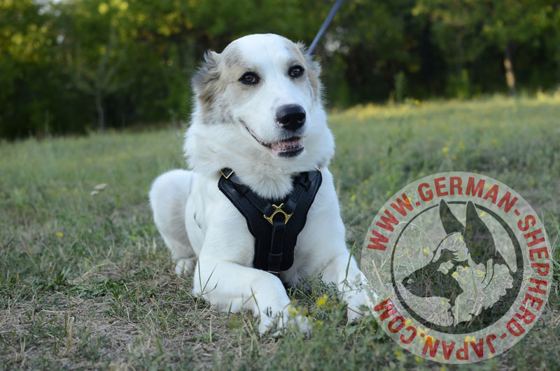 メーカー直送】 大型犬 ハーネスにつけるクールバンド５種類 犬用品