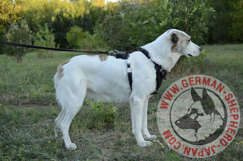 大型犬　ハーネス　インポート