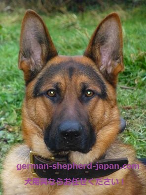 シェパードについての基礎知識 ジャーマンシェパードグッズ シェパードグッズ ジャーマンシェパード 犬 ジャーマンシェパード 犬用品 通販 German Shepherd Japan Com